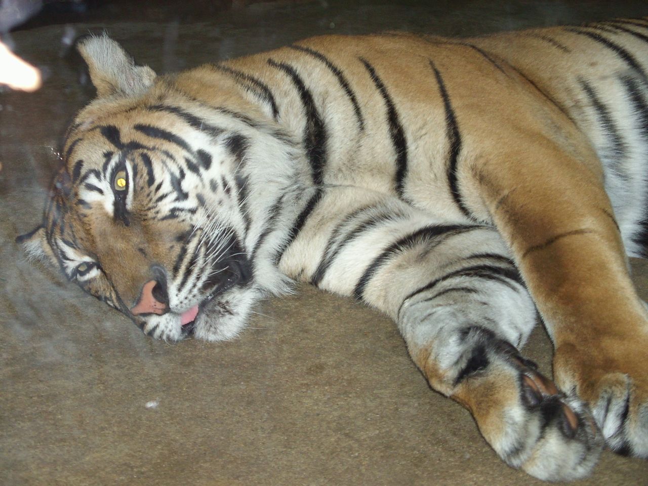 Tygr Ussurijský  